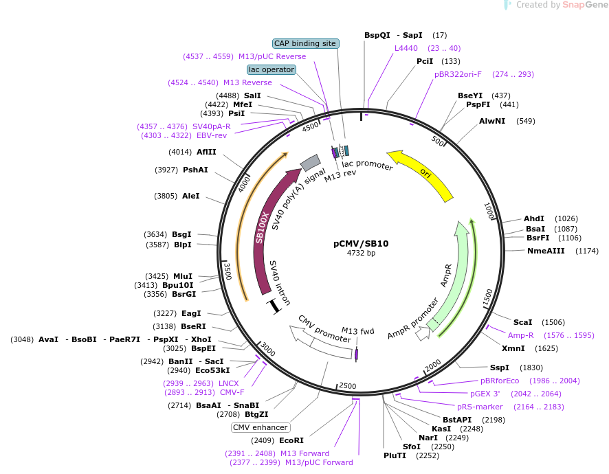 pCMV/SB10载体图谱
