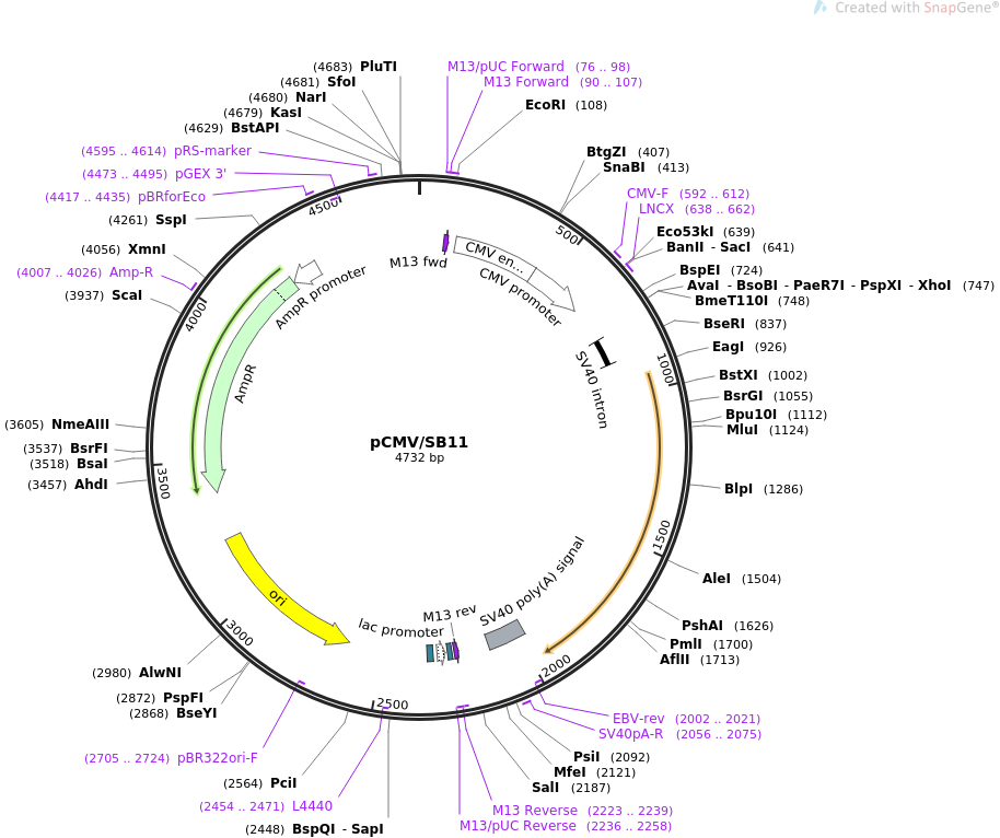 pCMVSB11质粒图谱