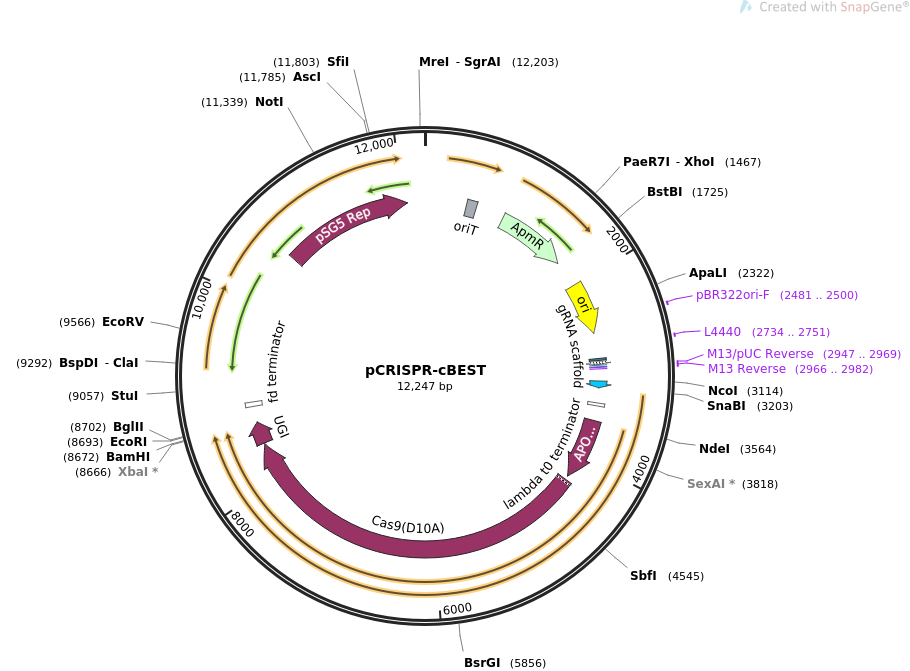pCRISPR-cBEST质粒图谱