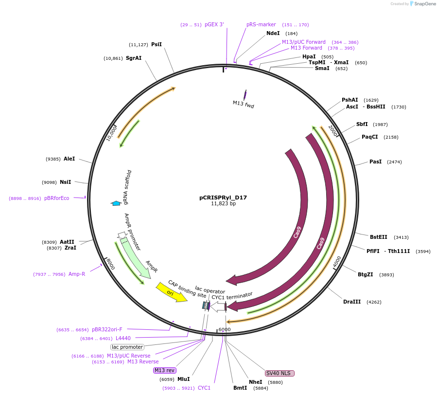pCRISPRyl_D17载体图谱