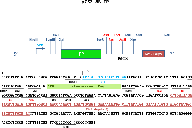 pCS2+8NmCherry载体图谱