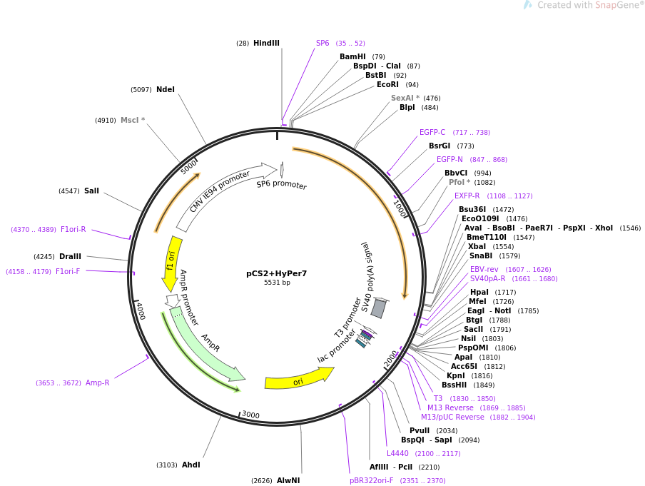 pCS2+HyPer7载体图谱
