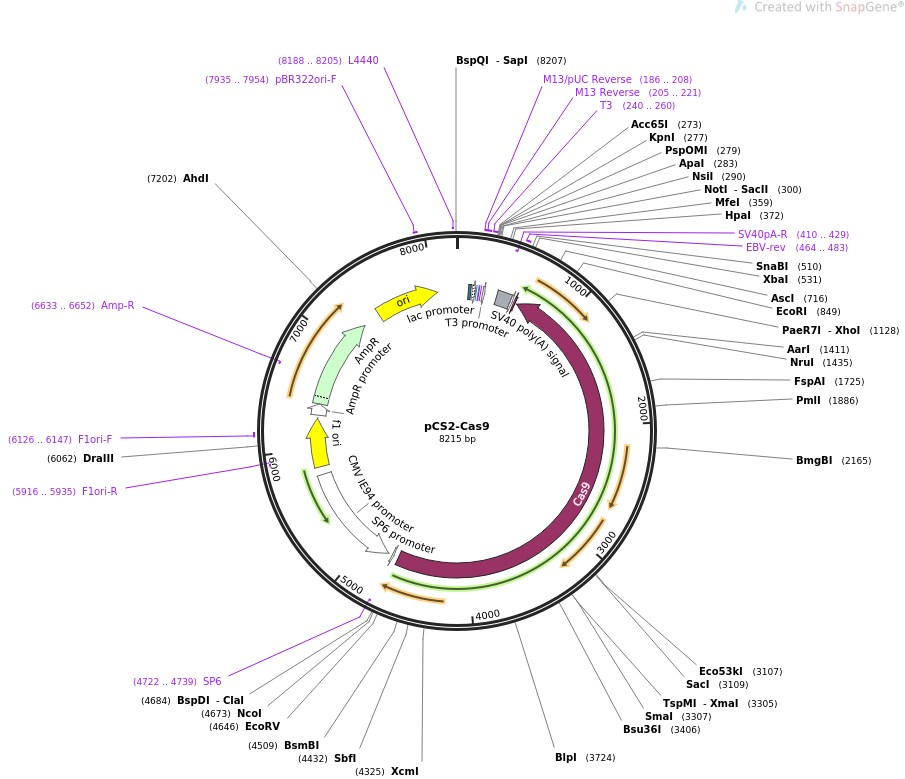 pCS2-Cas9质粒图谱