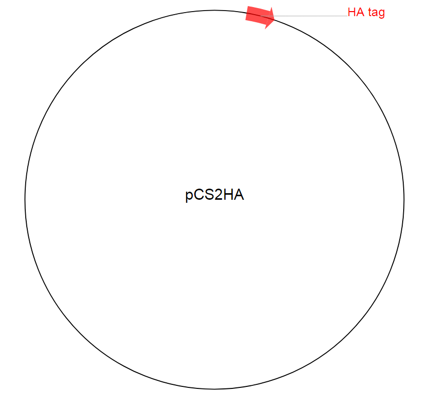 pCS2HA载体图谱