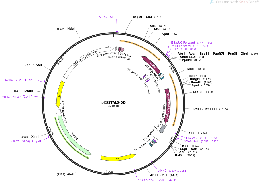 pCS2TAL3-DD质粒图谱