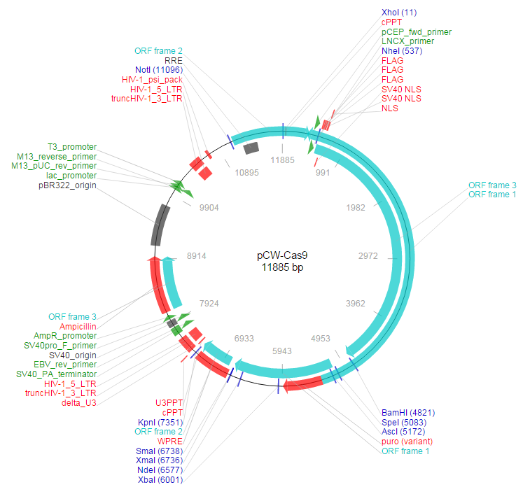 pCW-Cas9载体图谱