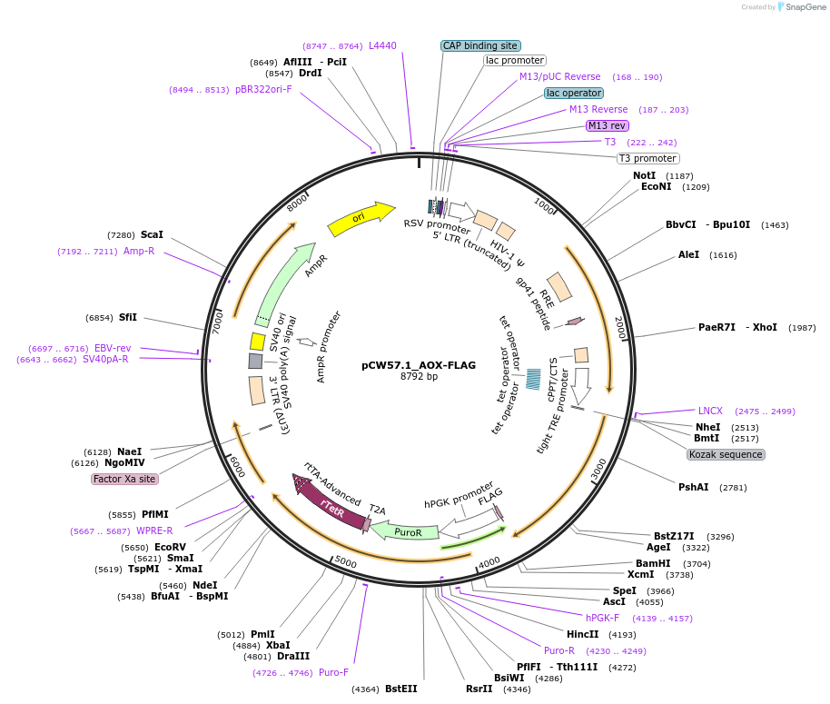 pCW57.1_AOX-FLAG载体图谱