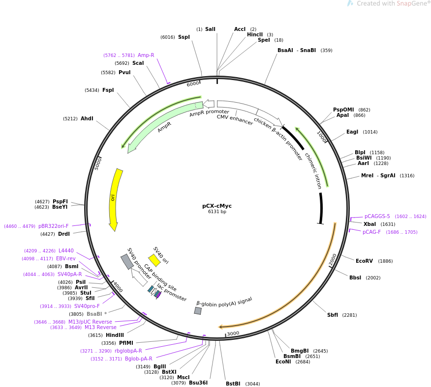 pCX-cMyc质粒图谱