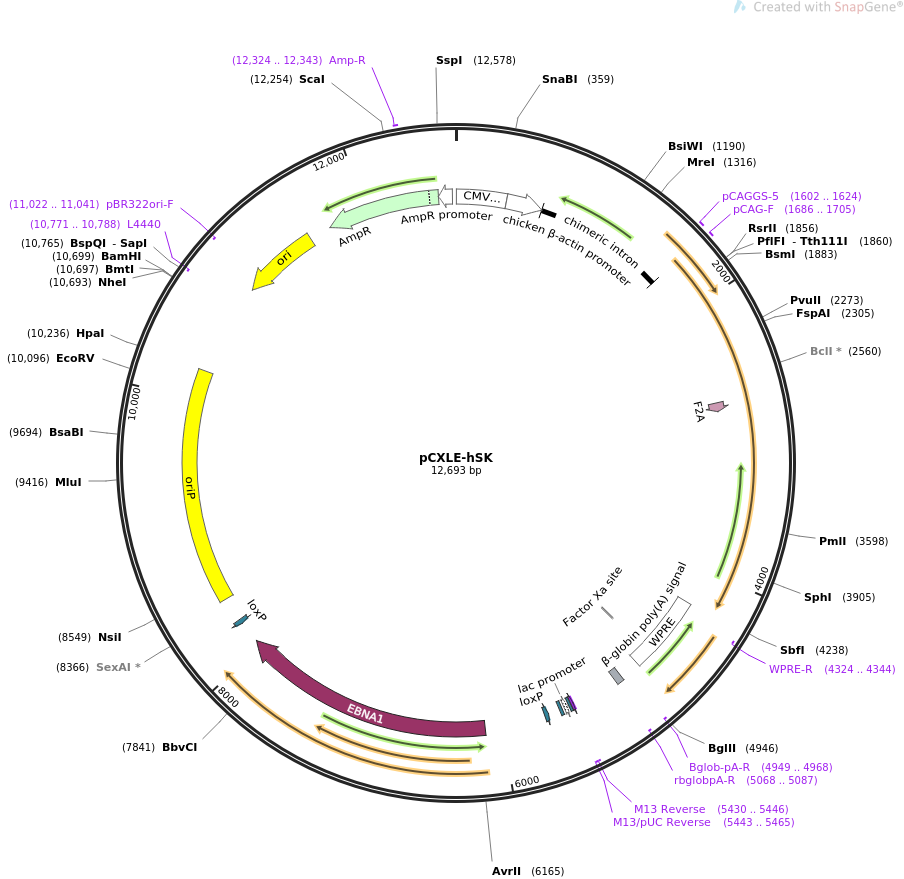 pCXLE-hSK质粒图谱