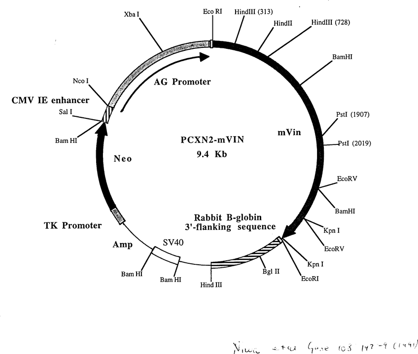 pCXN2-mVIN质粒图谱
