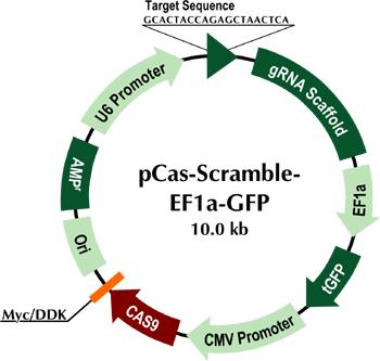 pCas-Scramble-EF1a-GFP载体图谱