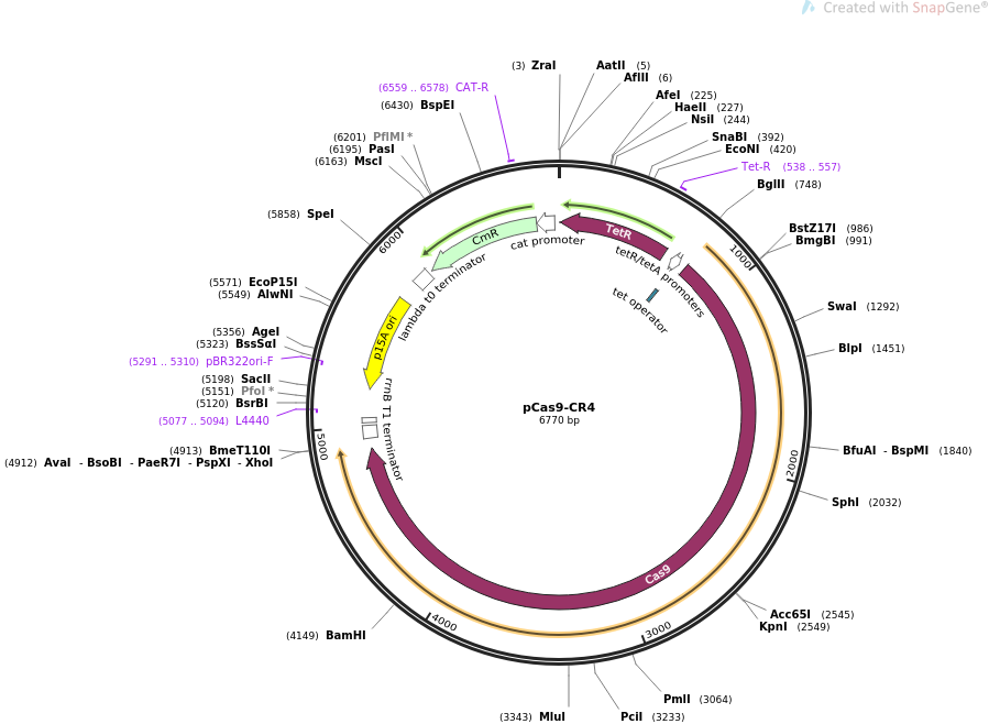 pCas9-CR4质粒图谱