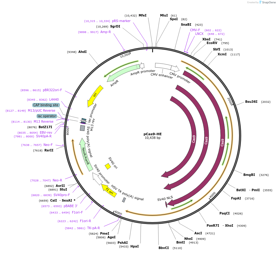 pCas9-HE载体图谱