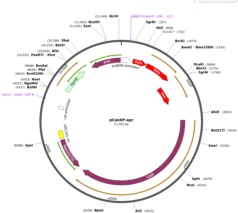 pCasKP-apr质粒图谱