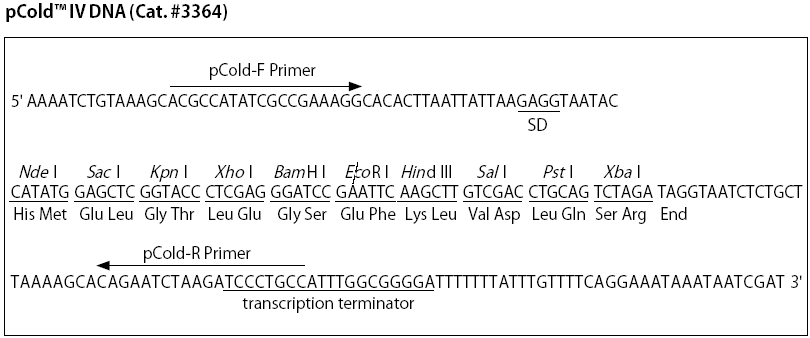 pCold IV多克隆位点