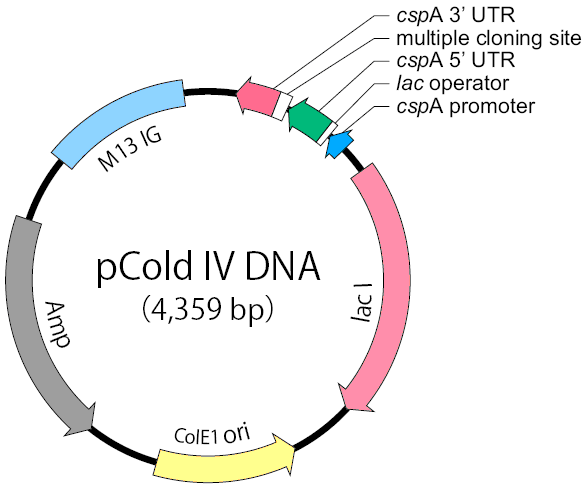pCold IV载体图谱