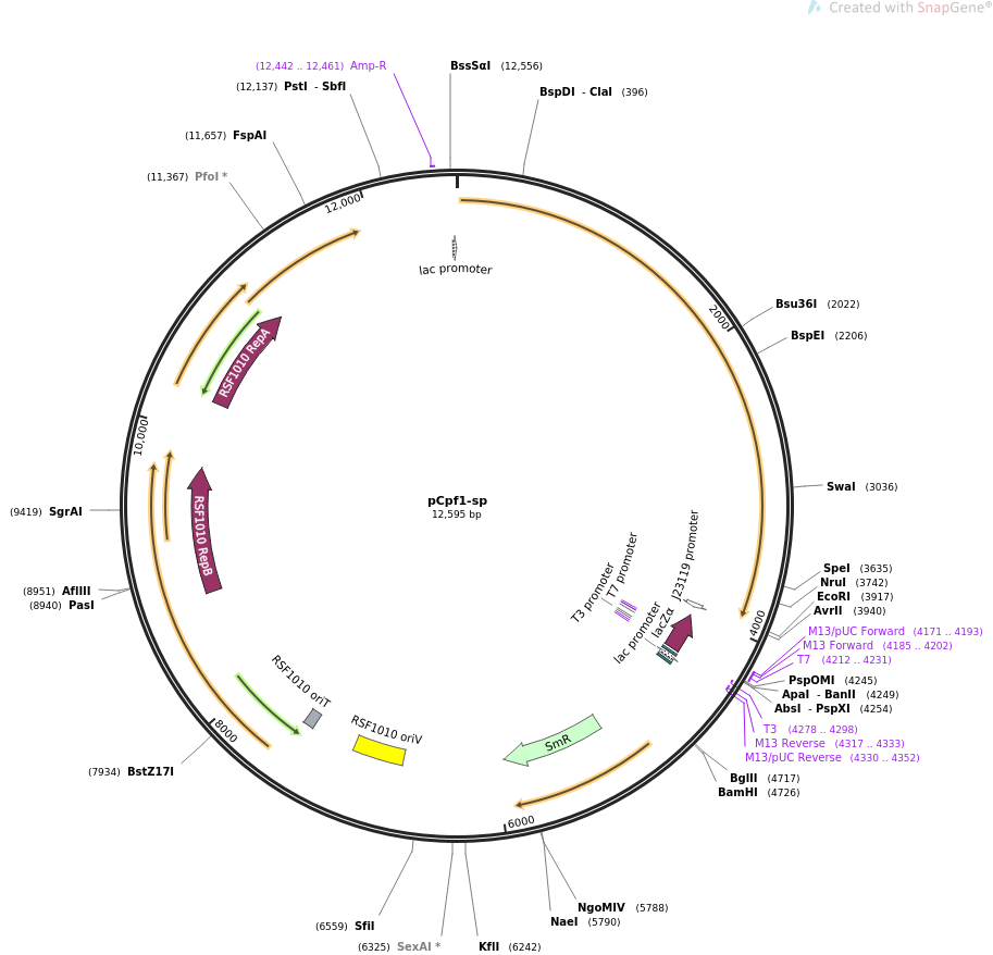 pCpf1-sp载体图谱