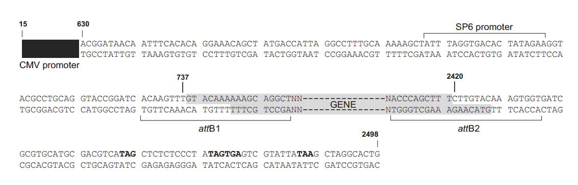 pDEST12.2 载体多克隆位点 点击看大图 pDEST12.2多克隆位点