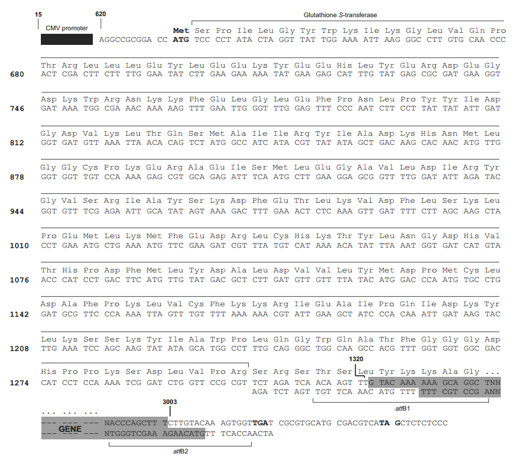 pDEST27载体多克隆位点 点击看大图 pDEST27多克隆位点