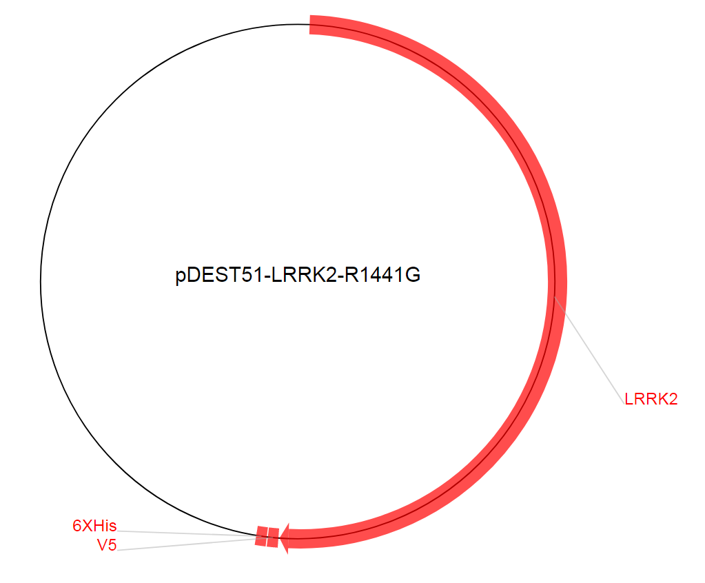 pDEST51-LRRK2-R1441G质粒图谱
