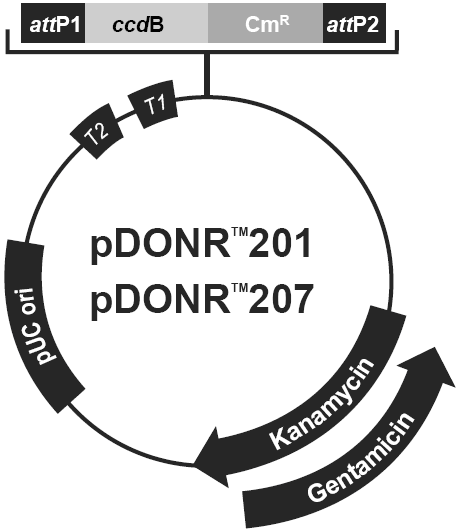 pDONR207载体图谱