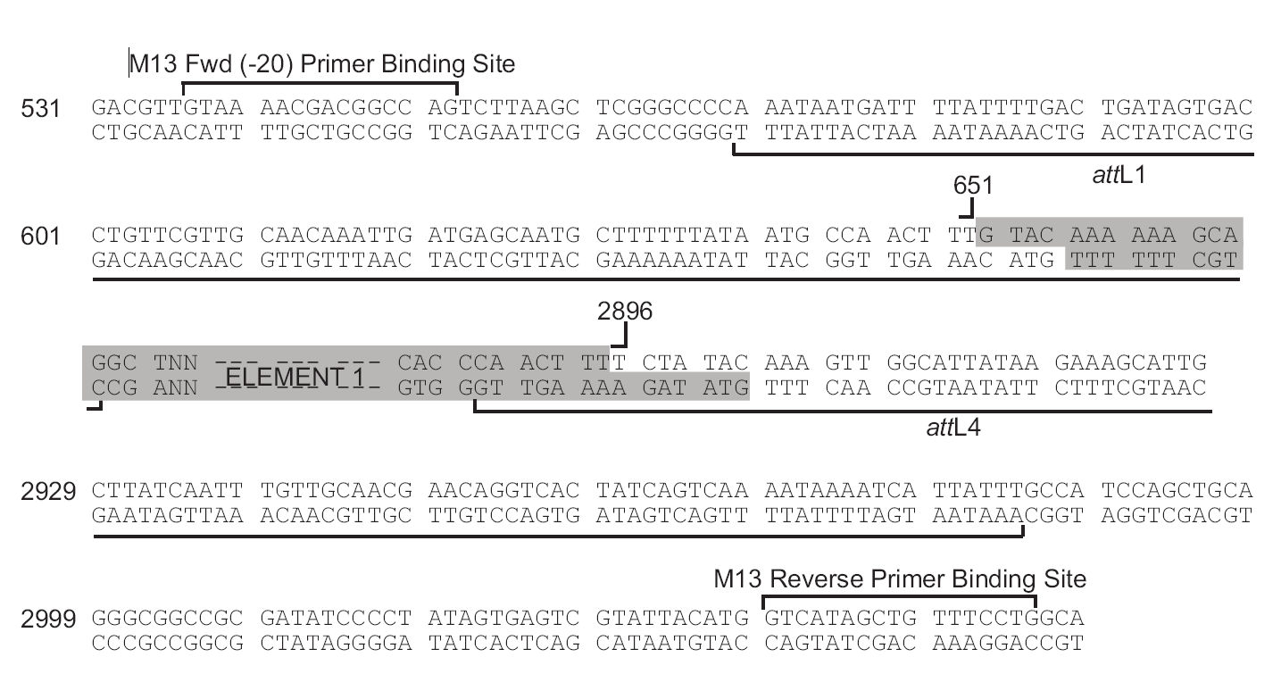 pDONR221-P1P4多克隆位点