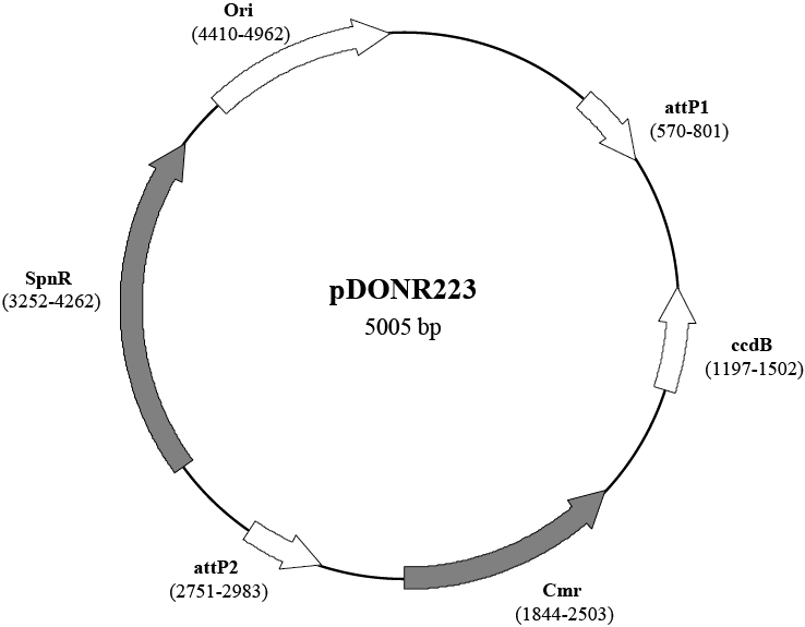 pDONR223载体图谱