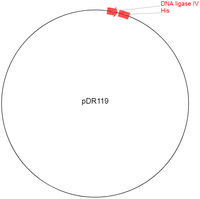 pDR119载体图谱