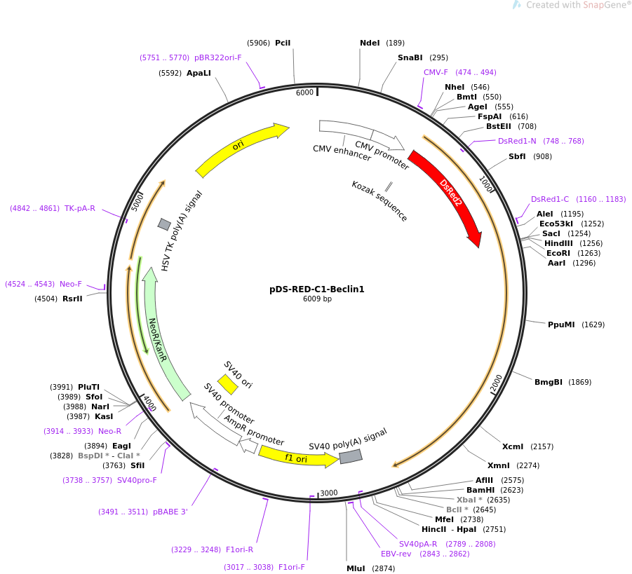 pDS-RED-C1-Beclin1载体图谱