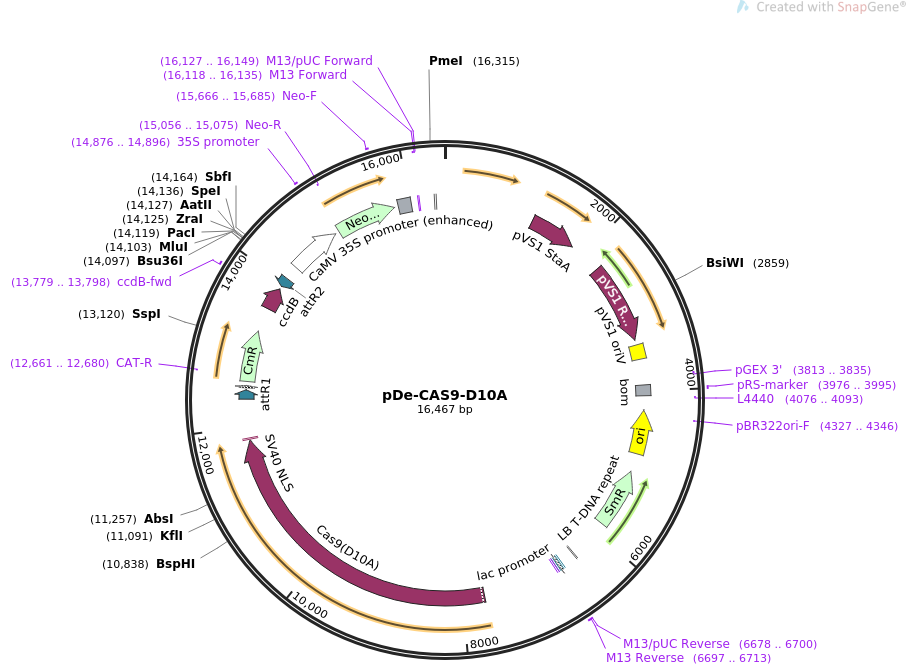 pDe-CAS9-D10A质粒图谱