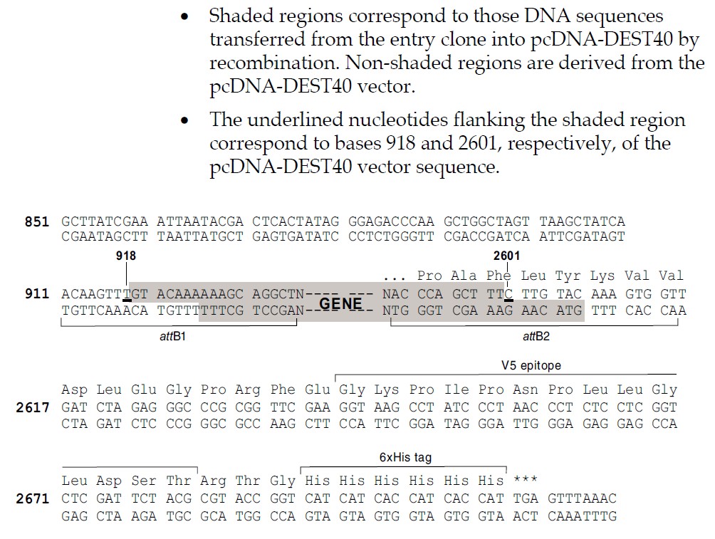 pDest40载体多克隆位点 点击看大图 pDest40多克隆位点