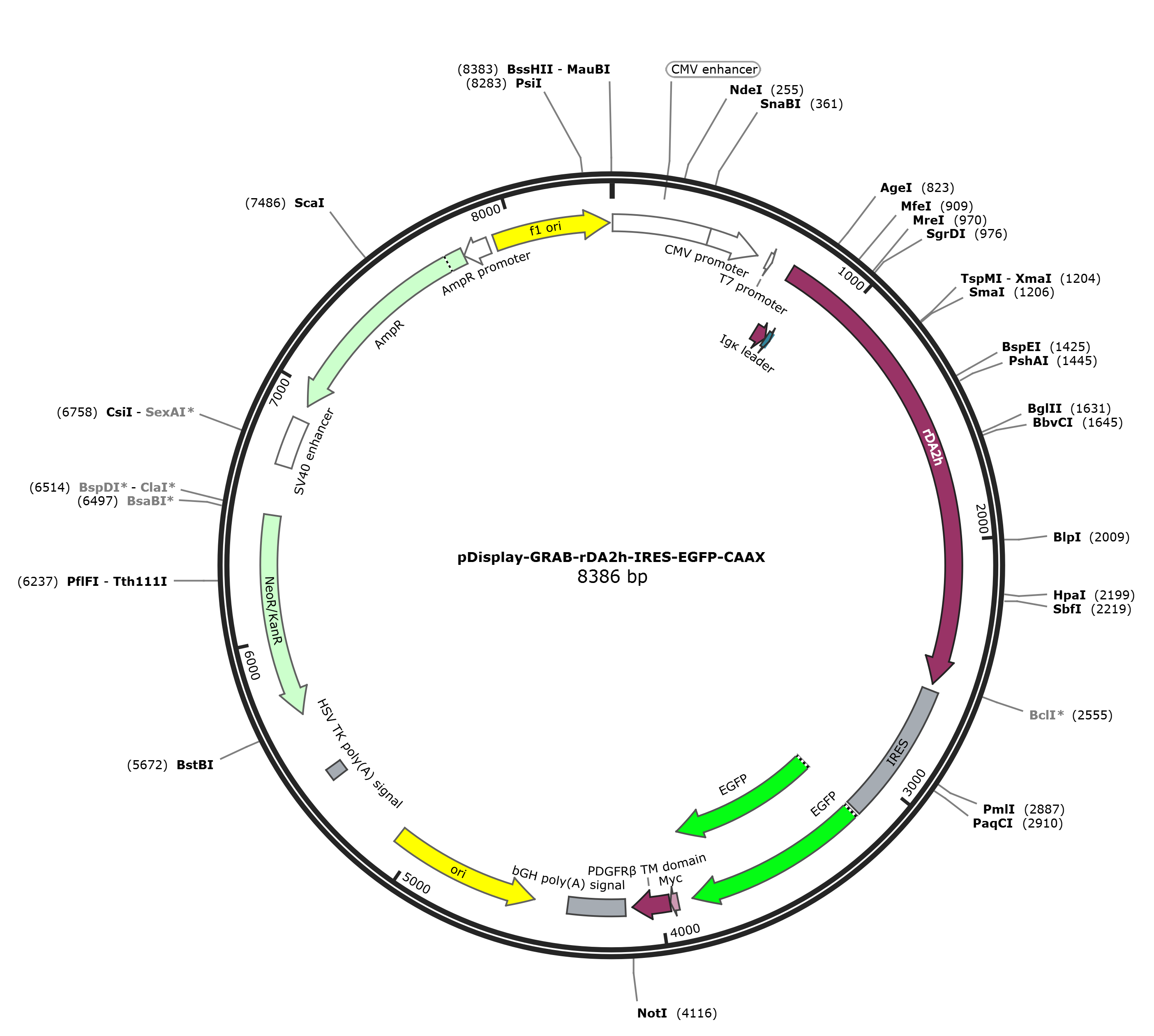 pDisplay-GRAB-rDA2h-IRES-EGFP-CAAX载体图谱