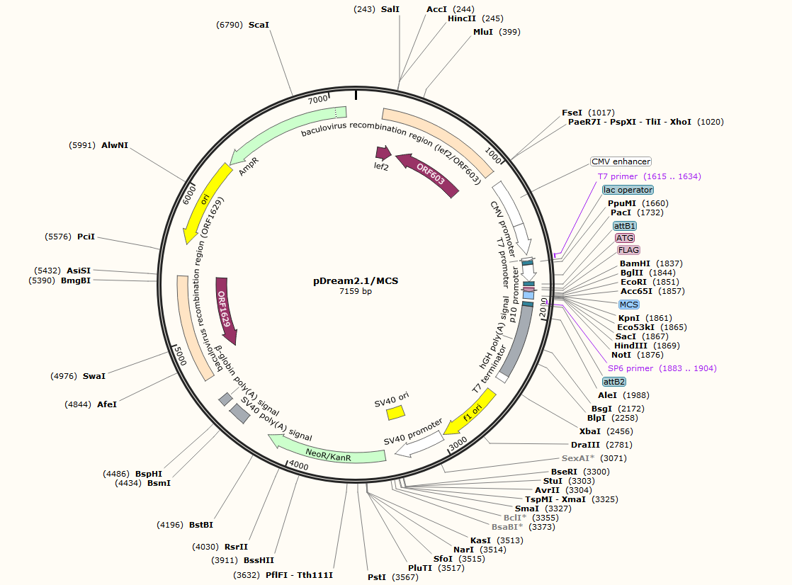 pDream2.1-MCS载体图谱