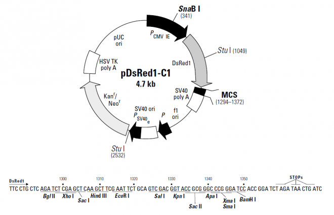 pDsRed1-C1载体图谱