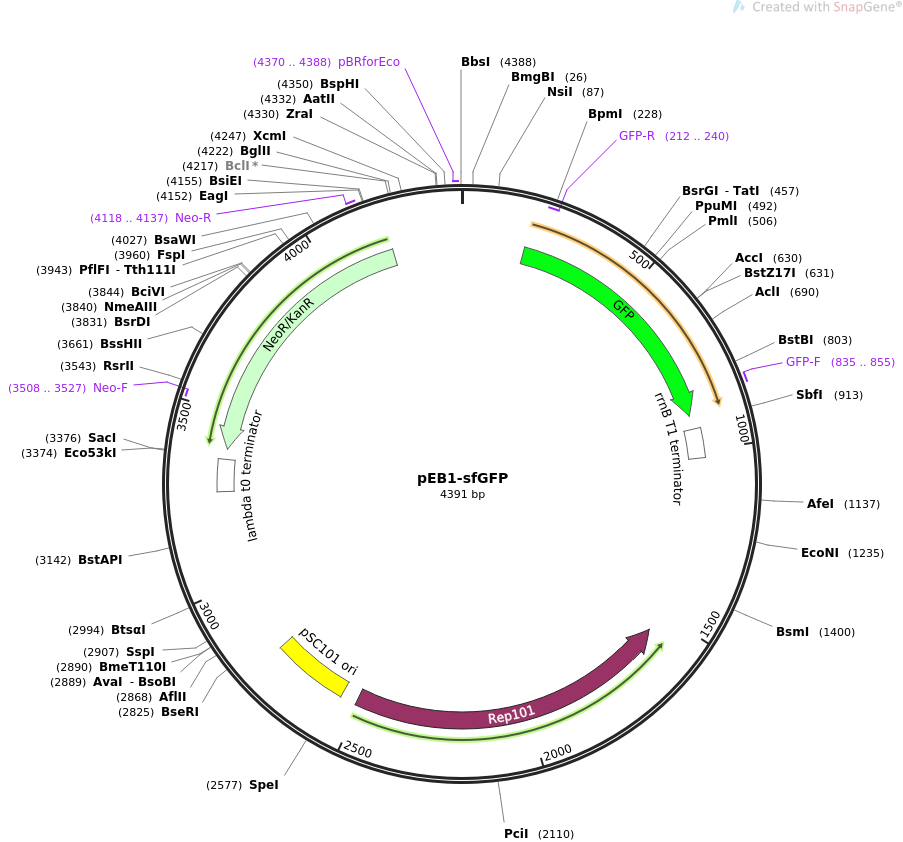 pEB1-sfGFP载体图谱