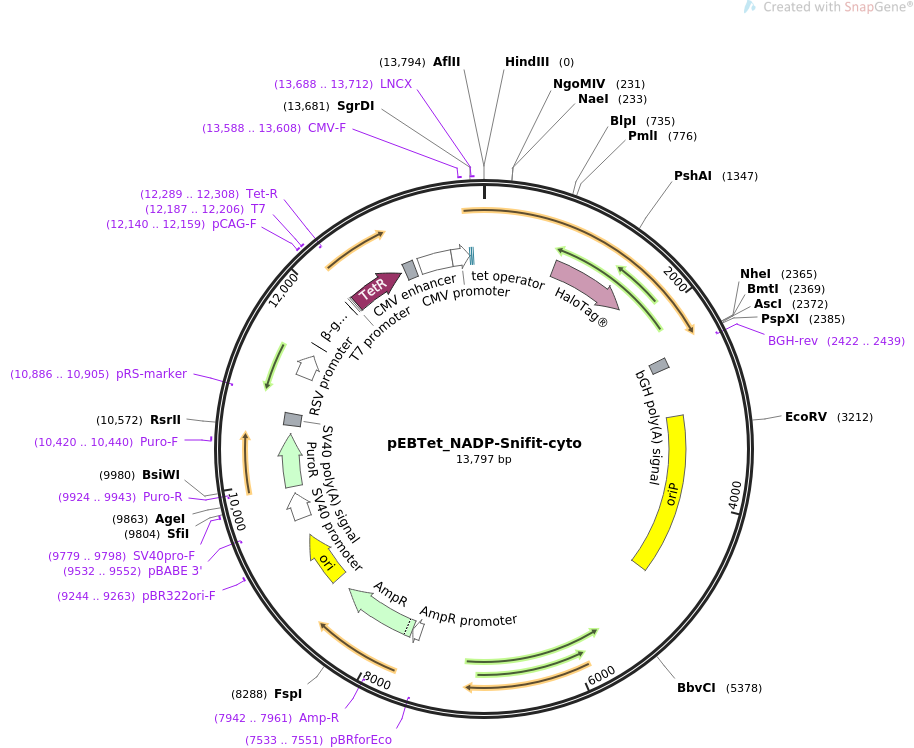 pEBTet_NADP-Snifit-cyto质粒图谱