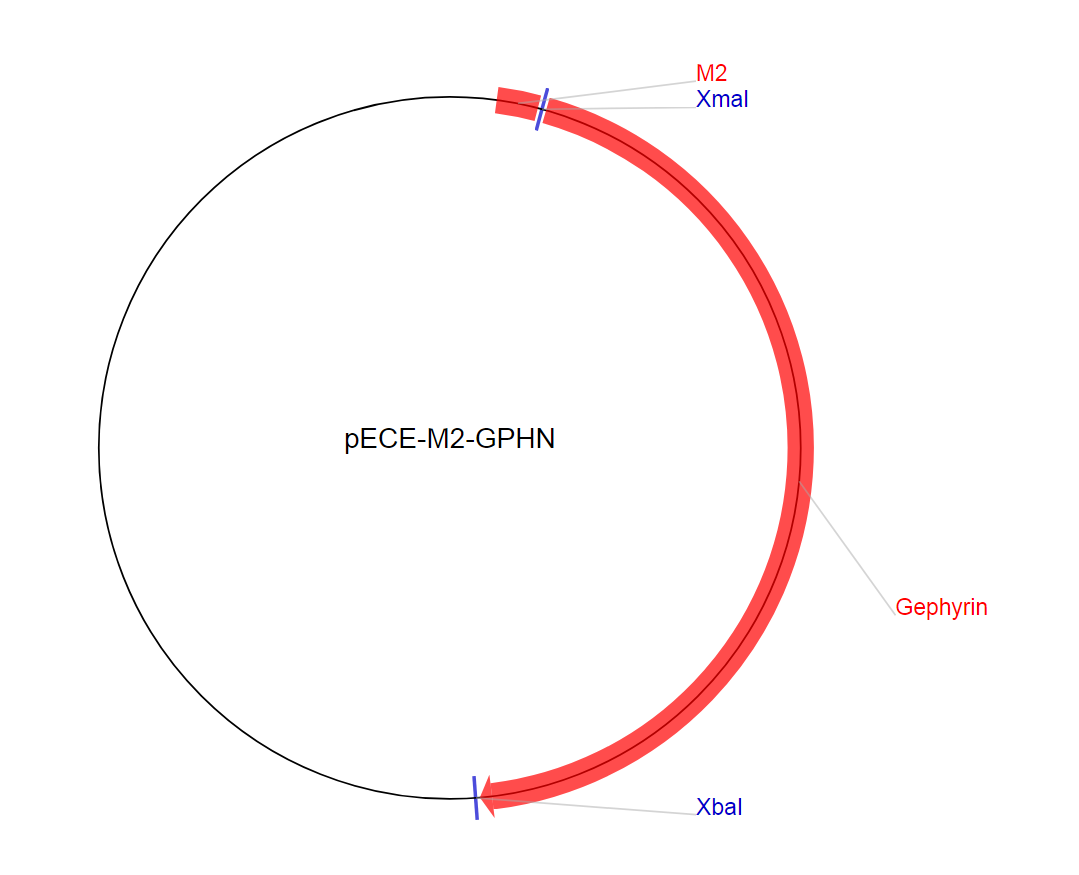 pECE-M2-GPHN质粒图谱