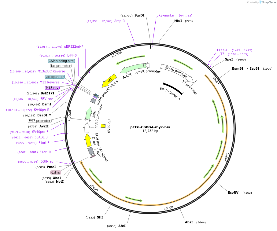 pEF6-CSPG4-myc-his载体图谱
