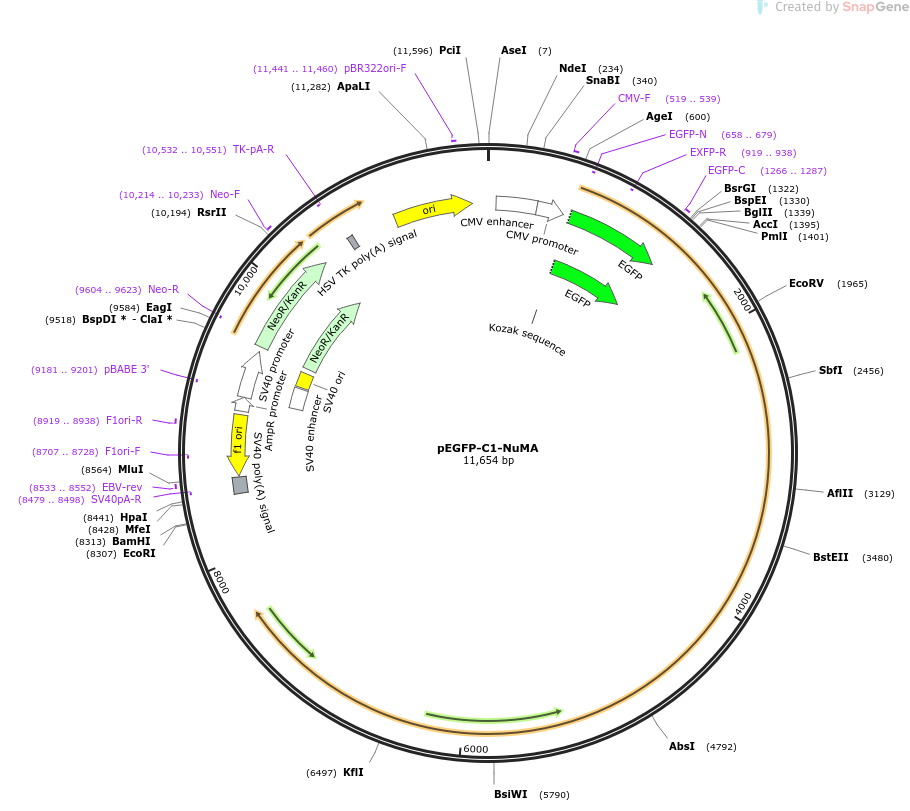 pEGFP-C1-NuMA载体图谱