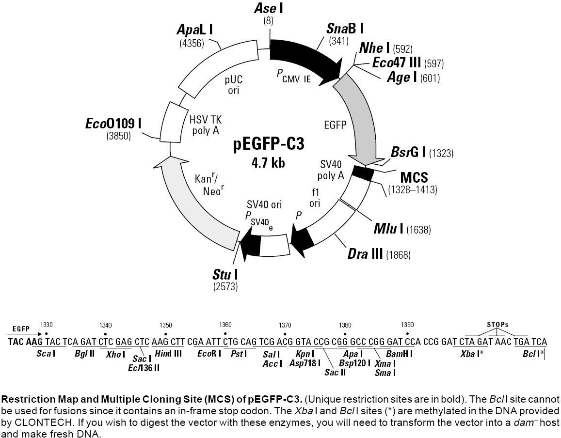 pEGFP-C3载体图谱和多克隆位点
