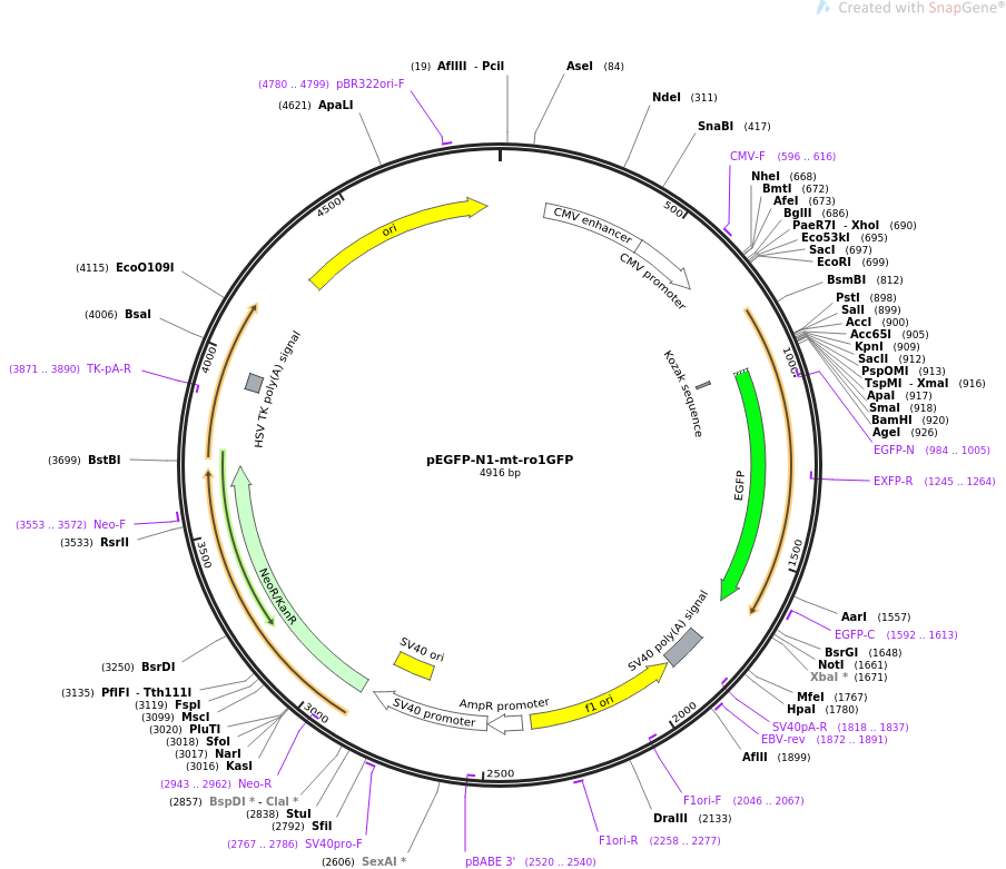 pEGFP-N1-mt-ro1GFP质粒图谱