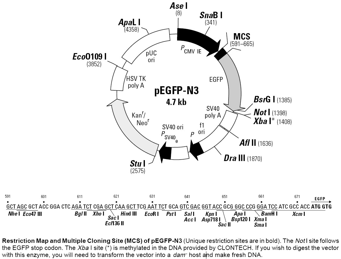 pEGFP-N3载体图谱和多克隆位点