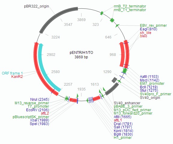 pENTR-H1-TO载体图谱