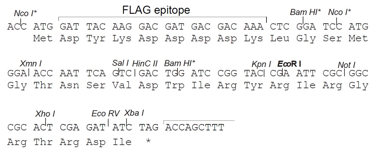 pENTR4-FLAG载体多克隆位点 点击看大图 pENTR4-FLAG多克隆位点