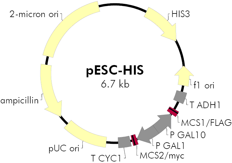 pESC-His载体图谱