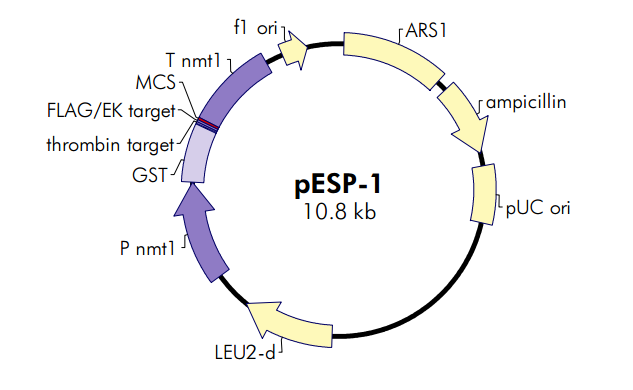 pESP-1载体图谱