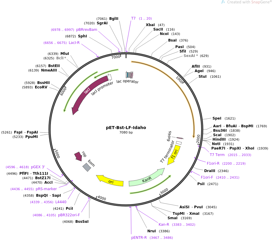 pET-Bst-LF-Idaho载体图谱