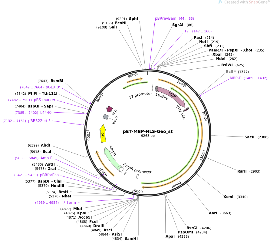 pET-MBP-NLS-Geo_st质粒图谱
