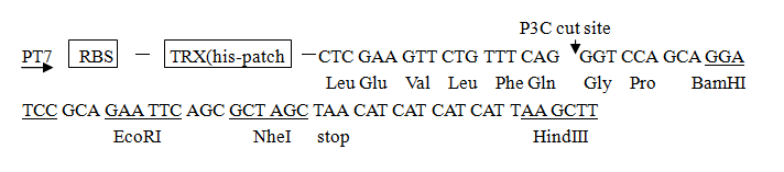 pET-Trx-1载体图谱