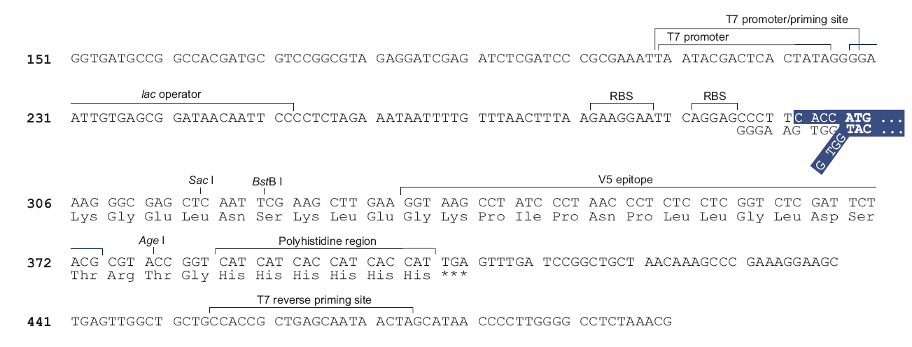 pET101多克隆位点 点击看大图 pET101多克隆位点